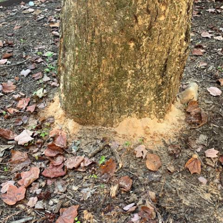 Carpenter Ants in Trees: Signs, Risks, and What to Do in the Pacific Northwest