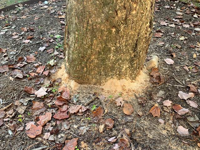 A trunk flare with internal excavation confirmed by the accumulation of coarse frass on the crevices.