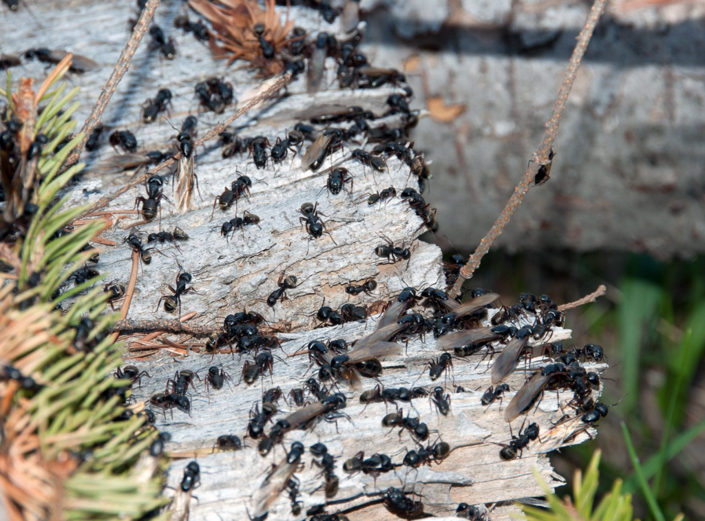 Carpenter Ants in Trees: Signs, Risks, and What to Do in the Pacific Northwest