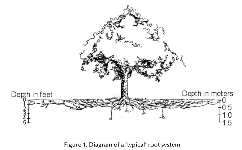 Proactive root layout measuring to optimize plant viability and adjacent hardscapes
