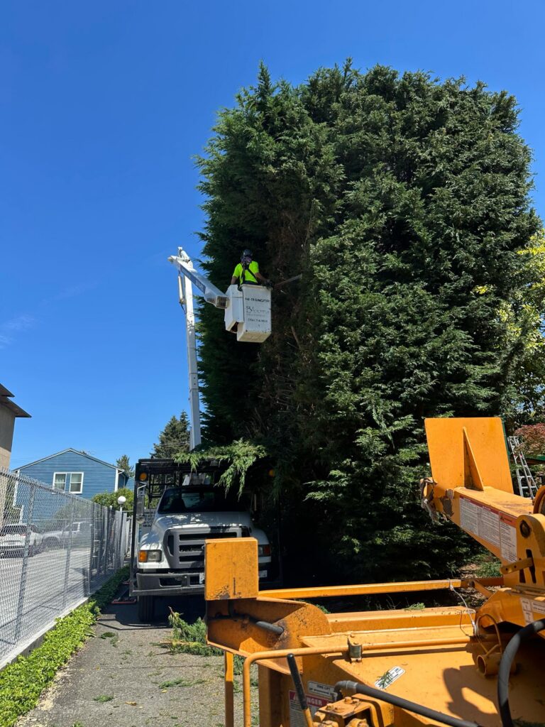 Blooma tree crew working on hazard tree removal.