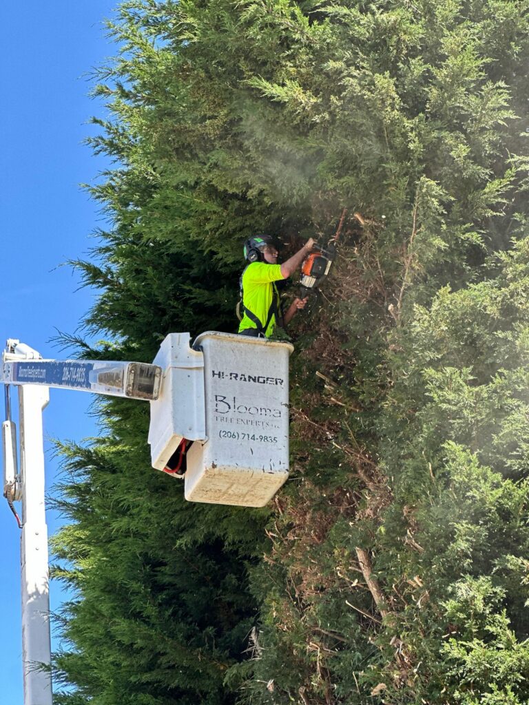 Blooma tree crew with proper tools and trucks on the field.