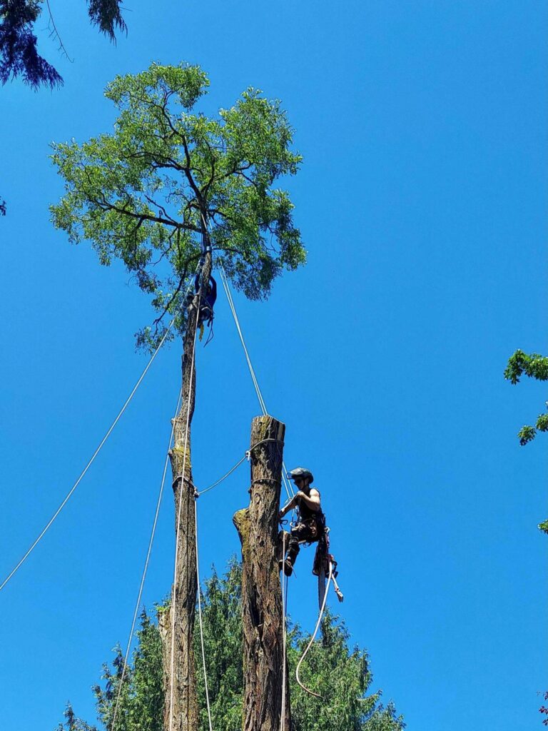 Blooma tree arborist cutting down a bigleaf maple tree in West Seattle.