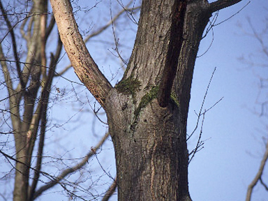 Why Is My Maple Tree Dying? Common Causes and How to Save It