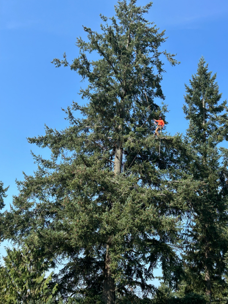 For Fremont's tightest lots, we utilize crane-assisted removals to lift heavy wood up and out, completely bypassing your home's roof and landscaping.