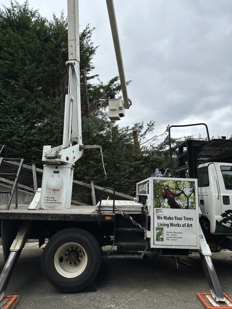 The steep slopes of Phinney Ridge are difficult terrain to work on, and advanced climbing and rigging skills are necessary to safely lower heavy wood.