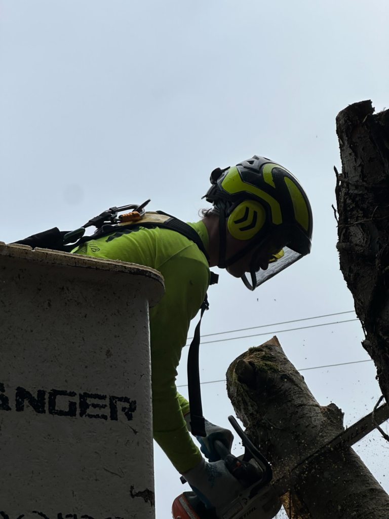 Heavy branches must be lowered safely from advanced rigging techniques while keeping adjacent structures intact when doing confined-access tree work in Fremont.