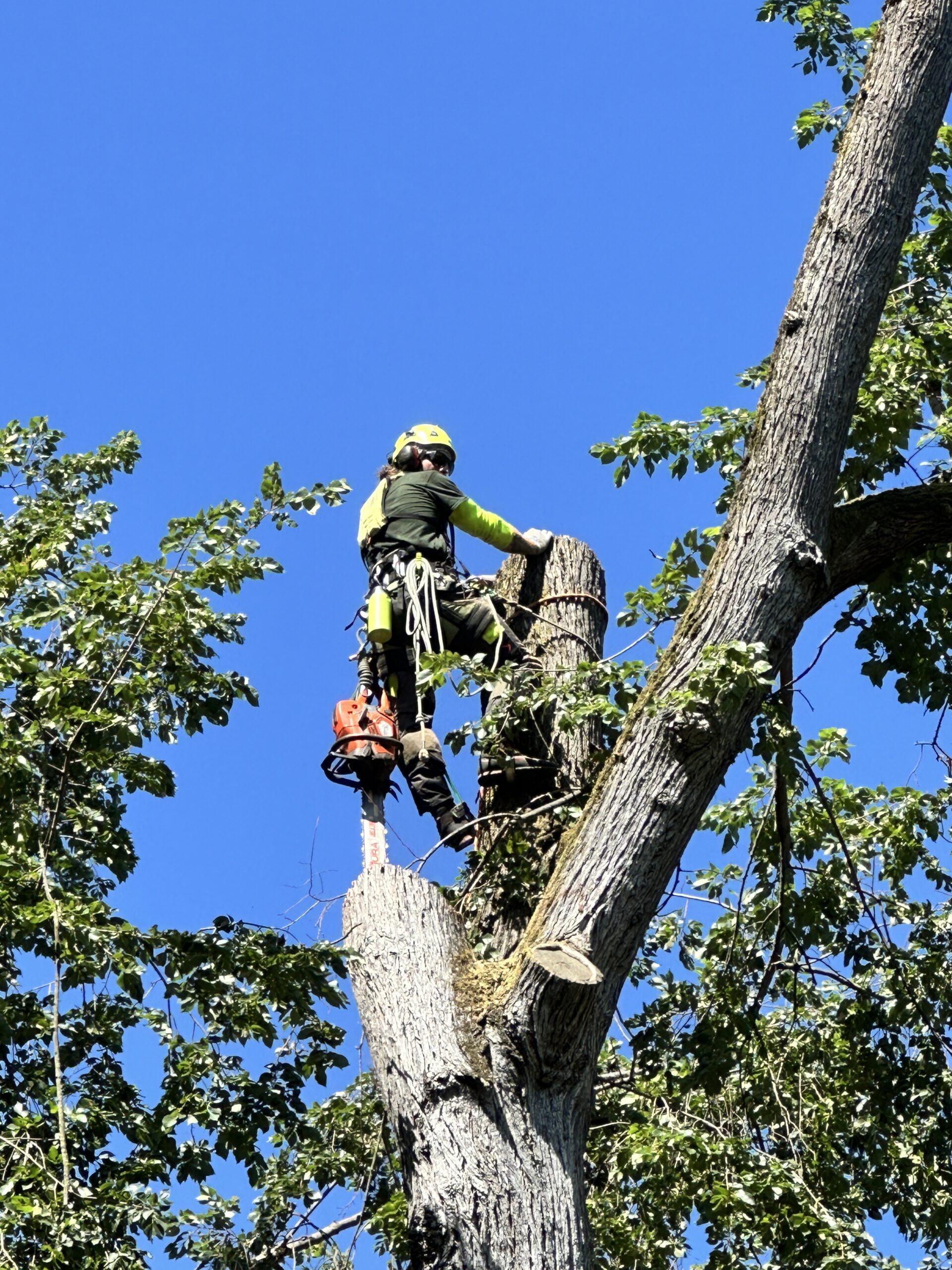 Blooma Tree expert crews are highly efficient in working with technically challenging and confined tree projects that aren't accessible with standard size heavy equipment.
