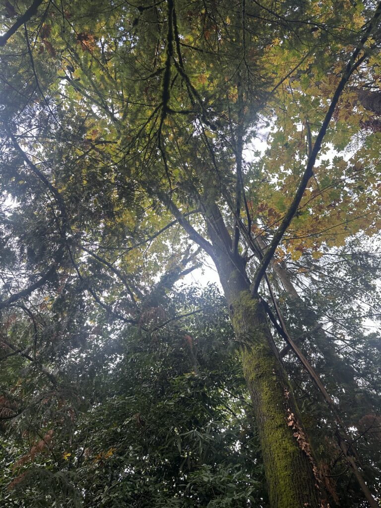 Sensitive species such as the Pacific madrone must be protected, and specialized knowledge of soil biology, watering restrictions and disease control are necessary.