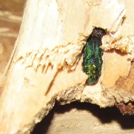 Emerald Ash Borer in Washington: How to Identify and Treat It