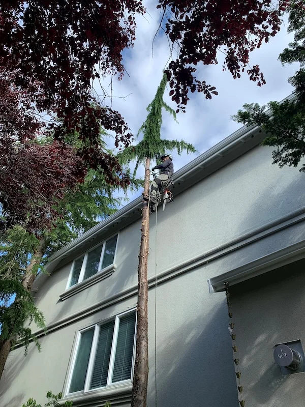 Smart structural pruning helps keep your home protected and enhances your home's curb appeal in Wallingford's real estate competitive market.