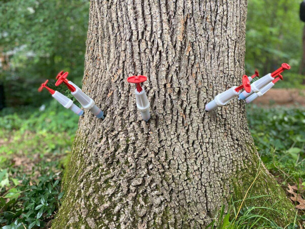 Stem injection chemicals are introduced directly into the trees' vascular system for up to 3 years protection.