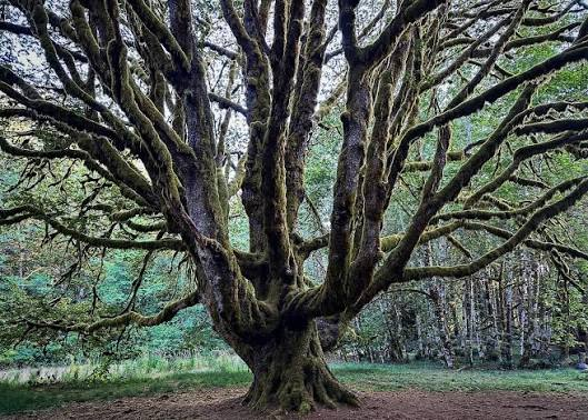 Native bigleaf maples offer massive shade but require significant root space, making them highly susceptible to drought stress in urban environments.