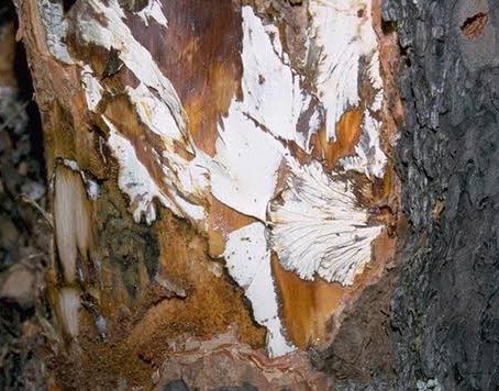 Laminated Root Rot & Armillaria: Seattle’s Silent Tree Killers