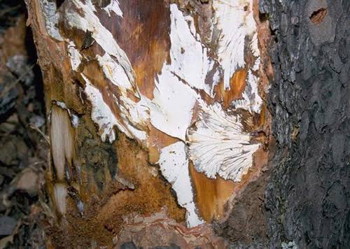 If you cut away the bark at the base of a tree with Armillaria infection, you will find thick white mycelial fans blocking the water flow.