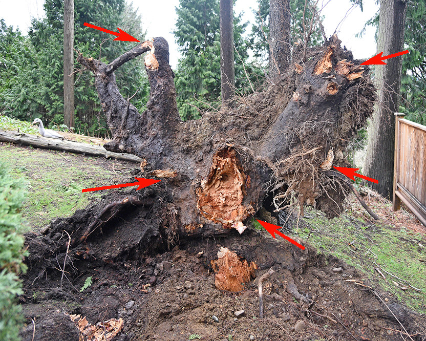 Laminated root rot breaks the wood of the roots away cleanly between the annual growth rings.