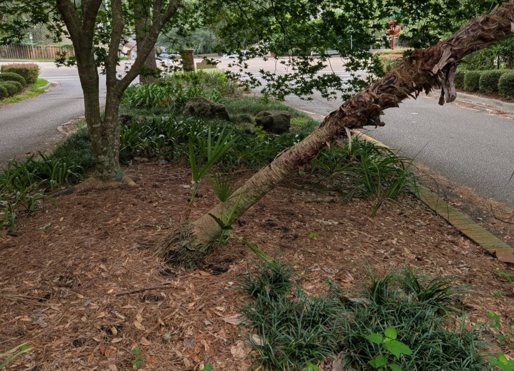 These zones of shifting soils in Greenwood's peat bogs can cause mature trees to become unstable, and may necessitate professional hazard assessments to keep homeowners safe.
