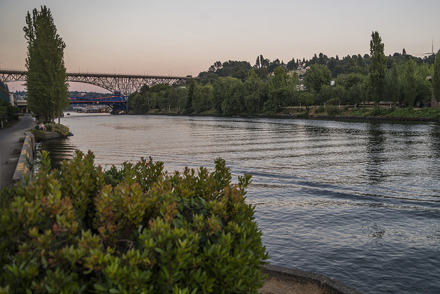 Fremont's steep terrain demands special attention for the maturity of trees in order to ensure their stability above the Ship Canal and the Burke-Gilman Trail.