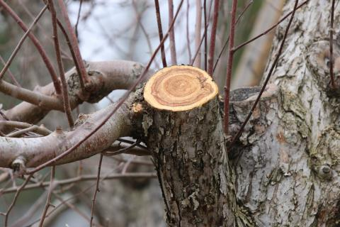 Topping forces the tree to grow weakly attached water sprouts that break easily during Seattle windstorms.