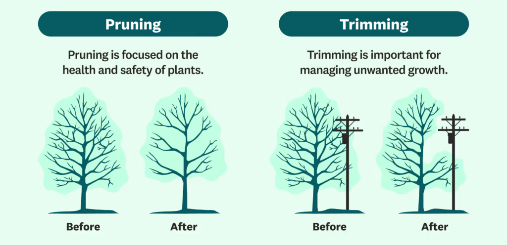 Before after comparisons between pruning and trimming