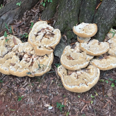 When to Remove a Tree: Signs It’s a Hazard (Seattle)