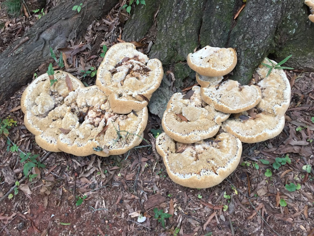 A fungus stem rot on a tree is easily identified by the presence of fungal conks at the base of the tree and poor structural integrity of the tree.