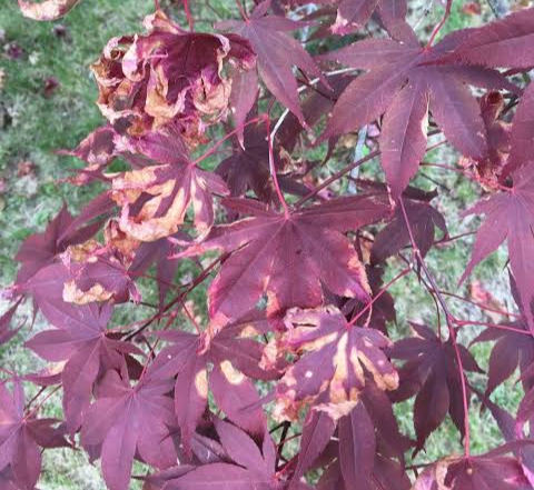 In late summer, instead of dropping leaves, the Japanese maple can show browning leaf edges that are dry.
