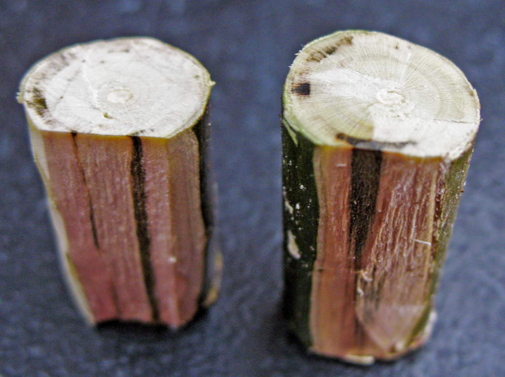 In branches with Verticillium wilt, the sapwood can be dark olive-green with a narrow band of disease causing hyphae.
