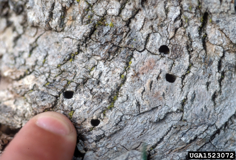 The D-shaped exit holes beneath the bark are obvious signs of emerald ash borer activity.