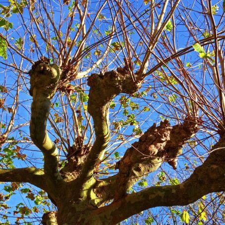 Why Tree Topping Is Bad and the Right Alternative